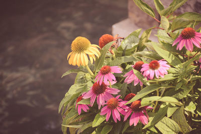 Close-up of coneflowers blooming outdoors