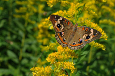 Close-up of butterfly pollinating on flower