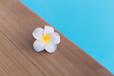 Close-up of white flower in swimming pool
