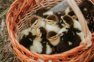 High angle view of birds in basket