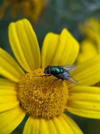 Close-up of insect on yellow flower