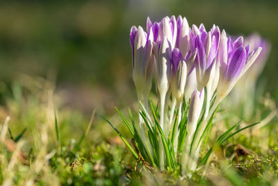 Close-up of purple crocus flowers on field