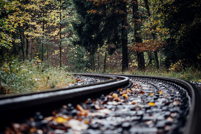 Surface level of railroad track amidst trees in forest