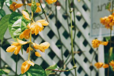 Close-up of yellow flowers blooming outdoors