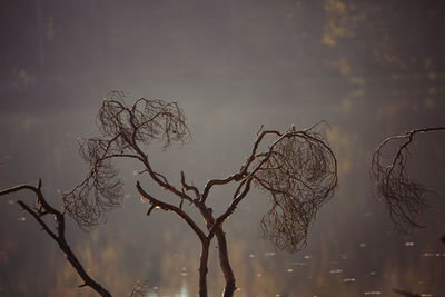 Close-up of bare tree against sky