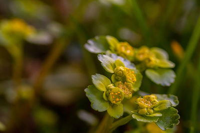 Close-up of yellow flowering plant