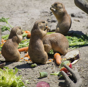 Prairie dogs in zoo