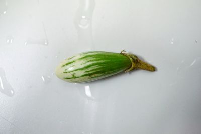 High angle view of water in plate