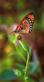Butterfly perching on flower
