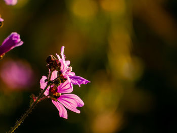 Close-up of pink flowering plant