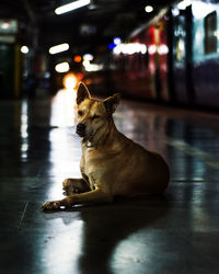 Dog looking away while sitting on floor