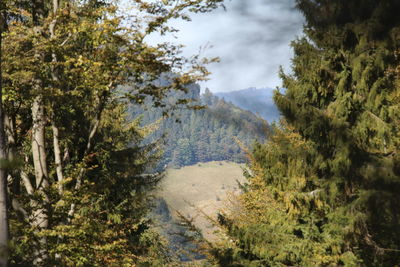 Scenic view of forest against sky