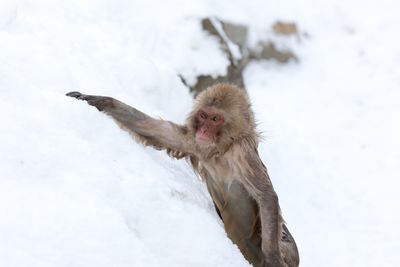 Japanese snow monkey