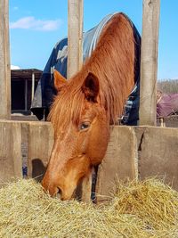 Horse in pen