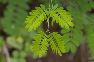 Close-up of green leaves on tree