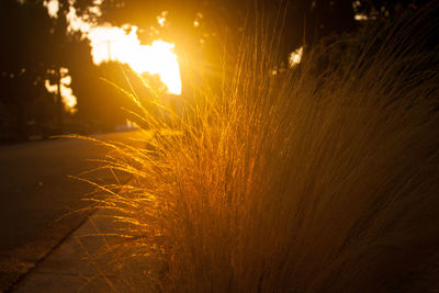 Close-up of yellow flowers on field at night