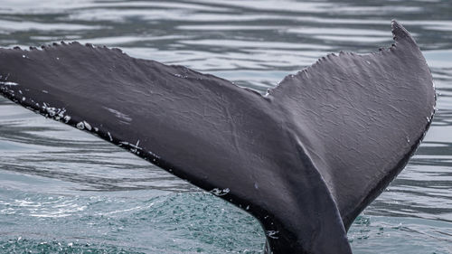 Whale watching during a brief icelandic summer near husavik