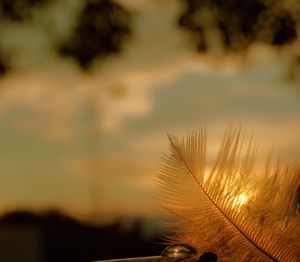 Plants growing against sky at sunset