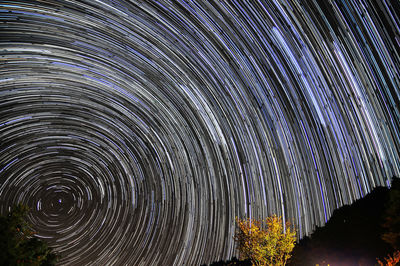 Full frame shot of tree