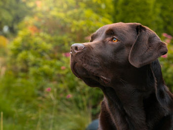 Close-up of a dog looking away