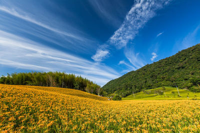 Scenic view of field against blue sky