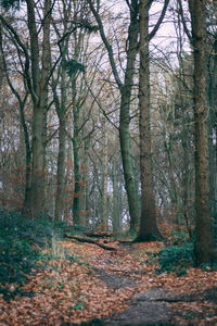 Trees in forest during autumn