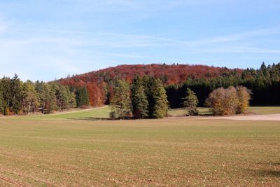 Trees on landscape against sky