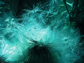 Close-up of feather on plant