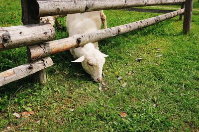 High angle view of rabbit on field