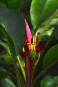 Close-up of a flower