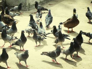 Flock of birds on wall