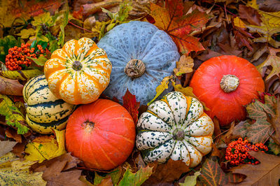 High angle view of pumpkins on autumn leaves