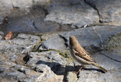 High angle view of bird perching on rock