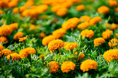 Orange marigold flowers blooming in the garden.