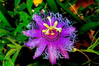 Close-up of purple flowering plant