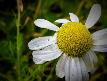 Close-up of white flowering plant