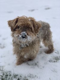 Close-up of dog on snow