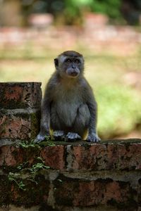 Monkey sitting against stone wall