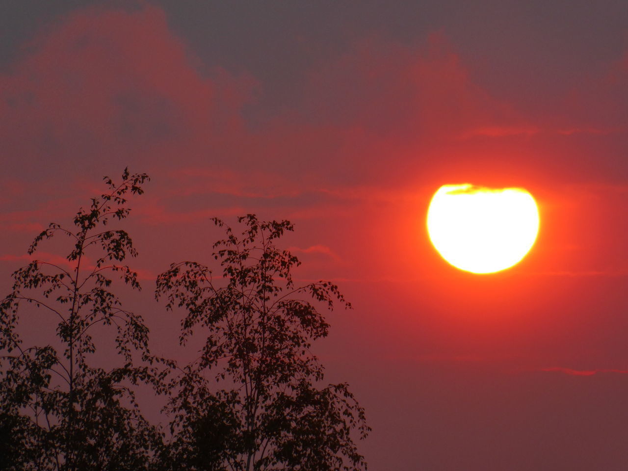 LOW ANGLE VIEW OF SILHOUETTE TREES AGAINST ORANGE SKY