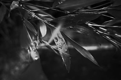 Close-up of raindrops on plant