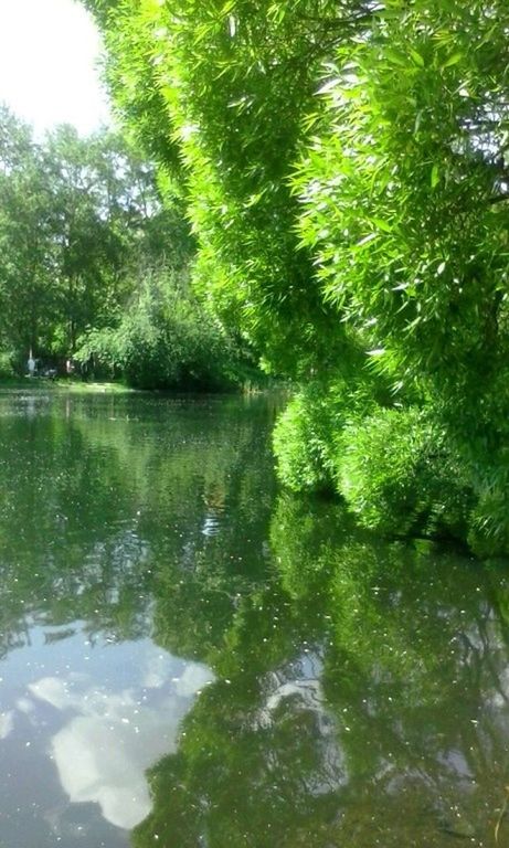 REFLECTION OF TREE IN LAKE