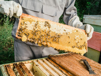 Close-up of bee on wood