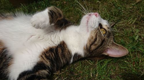 Close-up of cat sleeping on grass