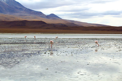 Panoramic view of lagoon laguna de canapa with flamingo at uyuni in bolivia,south america