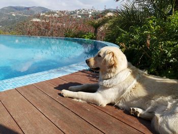 Dog sitting in swimming pool