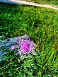 Close-up of purple flowering plant on field