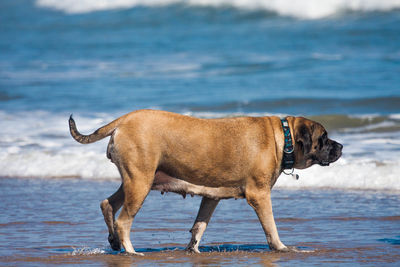 Side view of dog standing on beach