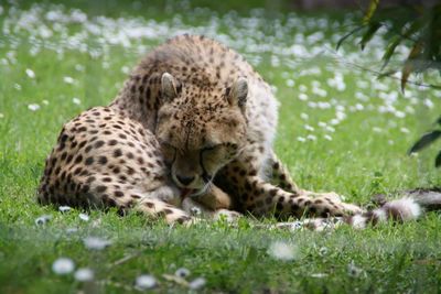 Animal grazing on grassy field