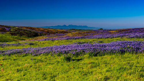 Purple flowers on field against blue sky