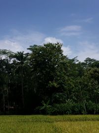 Trees on field against sky